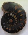 Hematitos ammonitesz csiszolat, (4)