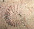 Ammonitesz Lh: bnya (21)