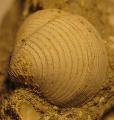 Miocn kor kagylkvlet, Lh: Smsonhza 2003. november (9)