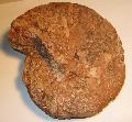 Jra kor ammonitesz, mret: 150 mm, Lh: Tardosbnya (17)