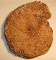 Jra kor ammonitesz, mret: 150 mm, Lh: Tardosbnya (17)