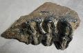 Palaeoloxodon antiquus fog darab Lh: kavicsbnya (21)