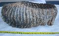 Mammuthus primigenius Tmeg: 4145 gramm, Lh: Kiskunlachza(24)