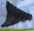 Palaeoloxodon antiquus fog tmege: 1140 gramm Lh: Kiskunlachza (27)