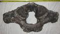 Mammuthus vertebra csigolya. Lh: kavicsbnya Gy:2013 szeptember (50)
