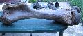 110 cm-es Mammuth humerus felkar csont Lh: kavicsbnya , Gy: 2013 oktber(69)