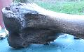 110 cm-es Mammuth csont. Lh: Kiskunlachza , Gy: 2013 oktber(69)