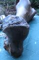 110 cm-es Mammuth humerus csont. Lh: kavicsbnya , Gy: 2013 oktber(69)