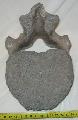 Mammuth ( vertebra ) csigolya Lh: Bugyi Gy: 2013. (70)