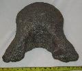 Mamut csigolya Mammuth vertebra Lh:kavicsbnya Gy: 2013.  (74)