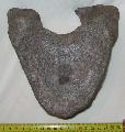 Mamut csigolya Mammuth vertebra Gy: 2013.  (74)