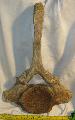 Mammuthus primigenius vertebra ( mamut csigolya ) Lh: kavicsbnya Gy: 2013. (75)