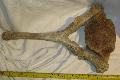 Mammuthus primigenius vertebra ( mamut csigolya ) Lh: kavicsbnya Gy: 2013. (75)