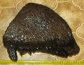 Mammuthus primigenius fels fog tmege: 6,2 kg Lh: Kavicsbnya, Gy: 2013. november  (83)