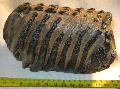 Mammuthus meridionalis fog mammoth tooth Lh: Kavicsbnya Gy: 2013. (88)
