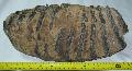Mammuthus meridionalis fog Lh: kavicsbnya, Gy: 2013. november, (99)