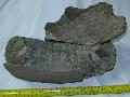Mammuthus meridionalis fog s lkapocs csont Lh: Kavicsbnya, Gy: 2013. november (102)