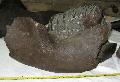 Mammuthus meridionalis lkapocs Lh: kavicsbnya Gy:2013. december, (103)