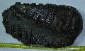 Mammuthus meridionalis fog Lh: Kavicsbnya Gy: 2013. december (106)