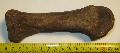 Coelodonta toe bone Orrszarv jjperc csont LH: Kavicsbnya Gy: 2014. janur (121)