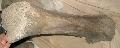 Mammuthus sp. Mamut tibia csont Lh: kavicsbnya Gy: 2013. december. (122)