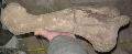 Coelodonta sp. Rhino csont Lh: kavicsbnya. Gy: 2013. december. (124)
