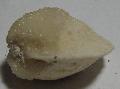 Miocn kor kalcitos kagylkbl Lh: Kelet Mecsek Gy: 2013. sz (39)