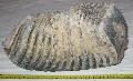Mammuthus primigenius fog Lh: kavicsbnya (143)