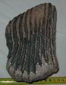 Mammuthus primigenius fogtredk Lh: Kavicsbnya Gy: 2013. november (149)