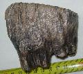 Mammuthus primigenius klyk mamut fog Lh: kavicsbnya (155)