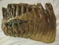 Mammuthus primigenius (gyapjas mamut) fog Lh: kavicsbnya (166)