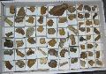Miocn kor csontmaradvnyok Lh: Danitz puszta (40)