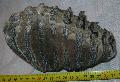 Mammuthus meridionalis fog Lh: Kavicsbnya gy: 2014. mrcius (185)