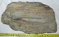 Fa kvlet wood (holcz) fossil Lh: kavicsbnya Gy: 2014. prilis (230)