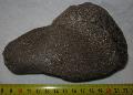 Mammuthus sp. cuneiforme csont Lh: Kavicsbnya Gy: 2014. prilis (249)