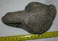 Mammuthus sp. cuneiforme csont Lh: Kavicsbnya Gy: 2014. prilis (249)