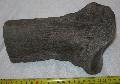 Mammuthus meridionalis metacarpus csont tredk Lh: Kavicsbnya  Gy: 2014. prilis (261)