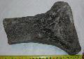Mammuthus meridionalis metacarpus csont tredk Lh: Kavicsbnya  Gy: 2014. prilis (261)