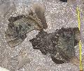 Mammuthus meridionalis koponya Lh: kavicsbnya Gy: 2014. mjus (307)