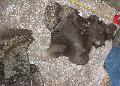 Mammuthus meridionalis koponya Lh: kavicsbnya Gy: 2014. mjus (307)