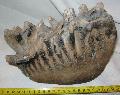Mammuthus primigenius fog Lh: Kavicsbnya Gy: 2014. mjus