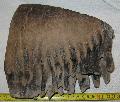 Mammuthus primigenius fog Lh:Kavicsbnya Gy: 2014. mjus (308)