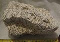Miocn kor korall kovlet Lh: kavicsbnya 2014. prilis (314)