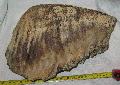 Mammuthus primigenius fels fog Lh: Kavicsbnya Gy: 2014. jnius (329)