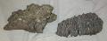 Mammuthus meridionalis fog s koponya tredk Lh: Kavicsbnya Gy: 2014. jnius (341)