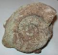 Jura kor ammonitesz Lh: Zengvrkony Gy: 2013. sz (44)