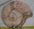Jra kor Aspidoceras ammonitesz Lh: Zengvrkony Gy: 2013. sz (45)