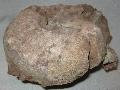 Jra kor Aspidoceras ammonitesz Lh: Zengvrkony Gy: 2013. sz (45)