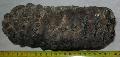 Mammuthus meridionalis fog Lh: Kavicsbnya Gy: 2014. jlius (350)