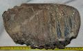 Mammuthus meridionalis fog Lh: Kavicsbnya gy: 2014. jlius (353)